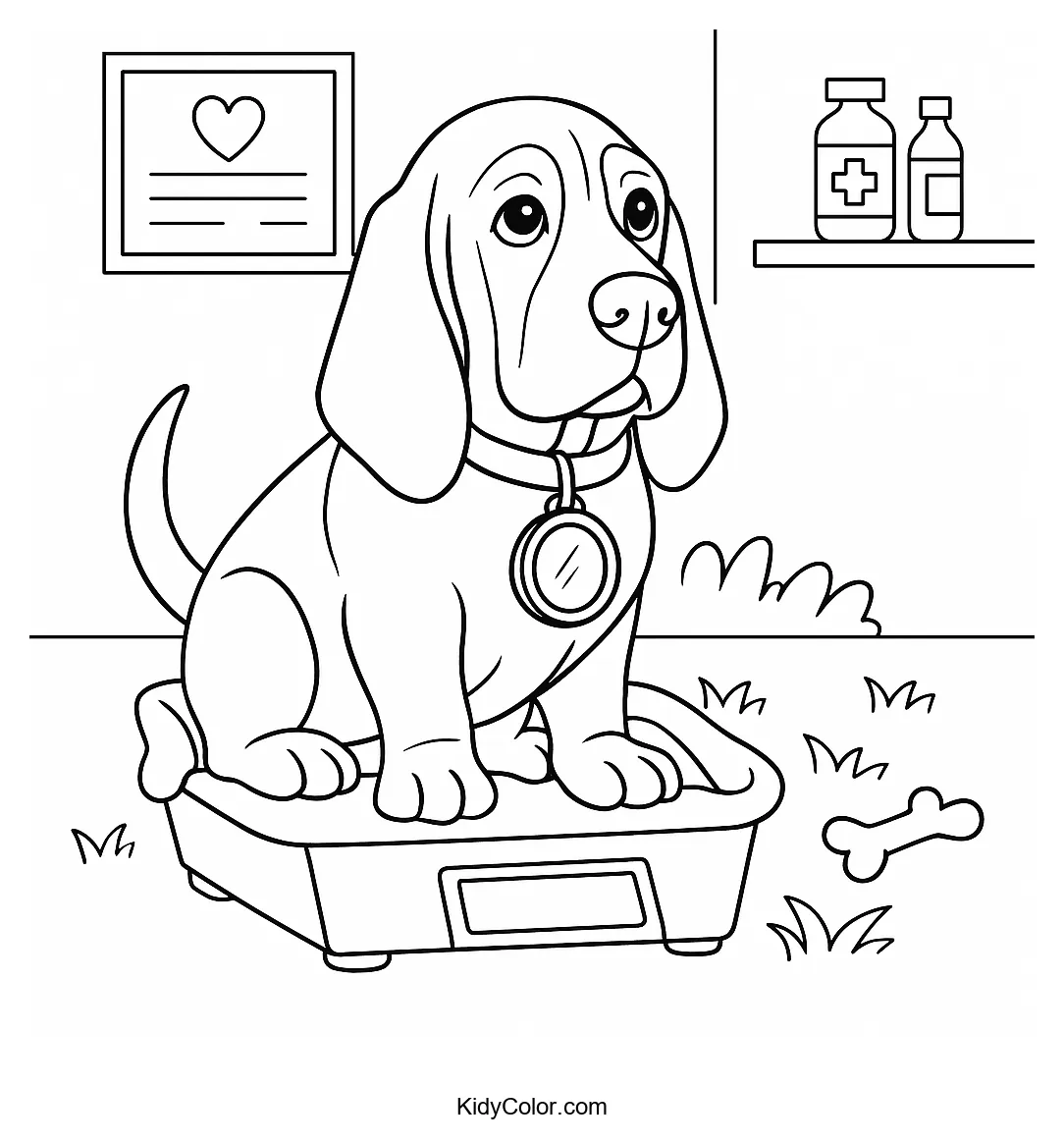 Basset Hound standing on a vet scale