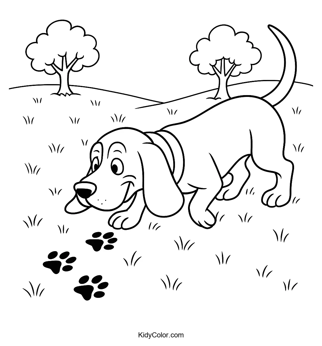 Basset Hound on a trail