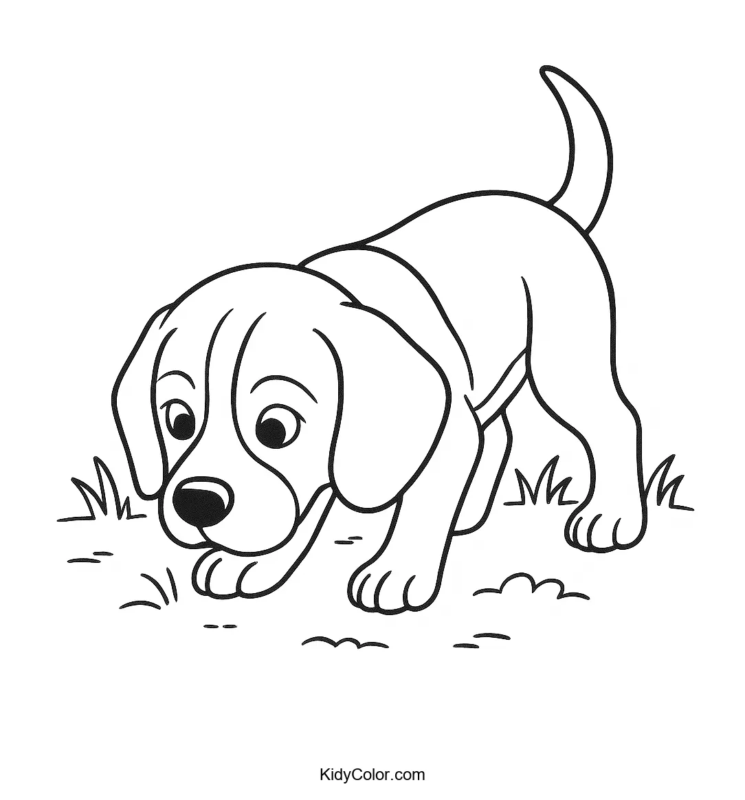 Beagle puppy sniffing the ground