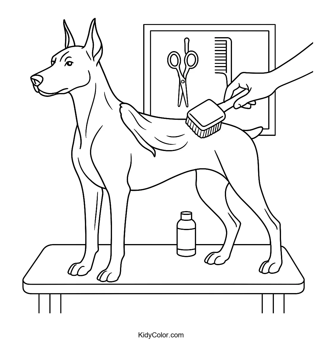 Doberman grooming session in progress coloring page