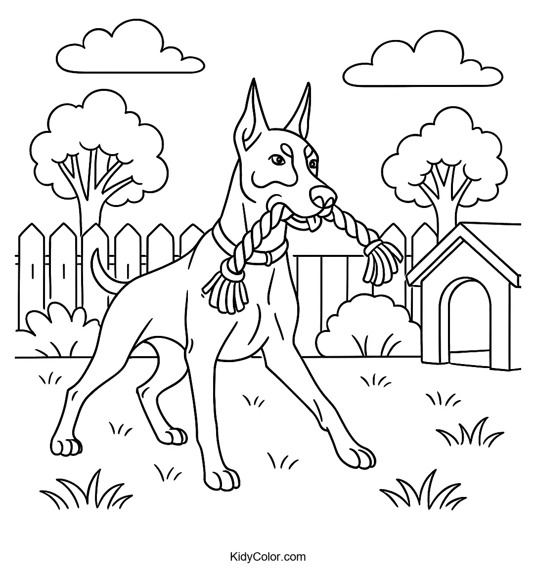 Doberman playing tug-of-war in a garden