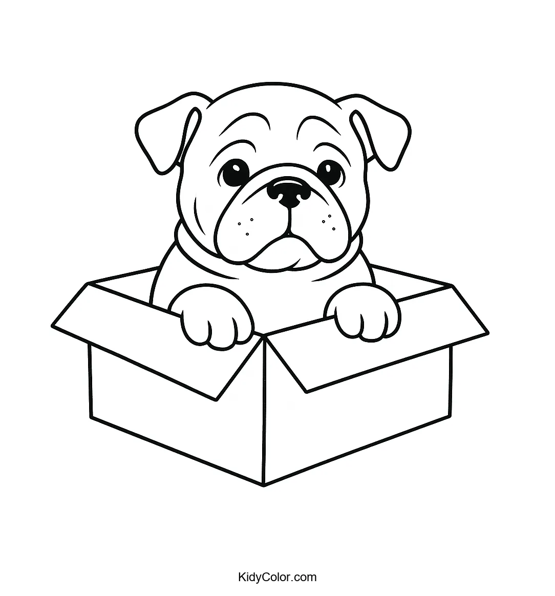 English Bulldog puppy sitting in a box