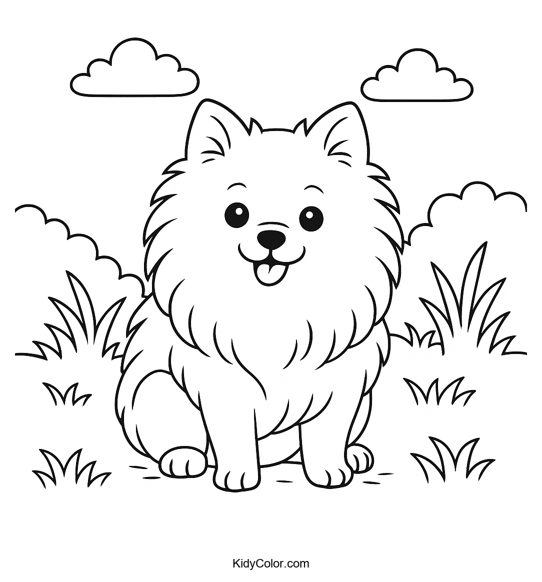 Fluffy Pomeranian in grassy field