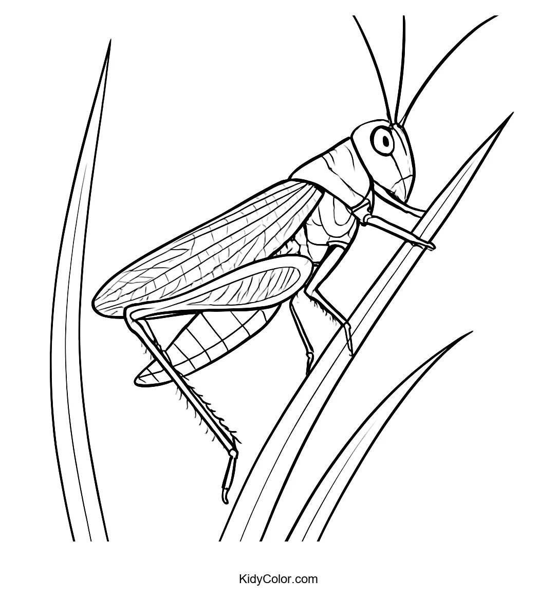Simple drawing of a grasshopper on a curved blade of grass.