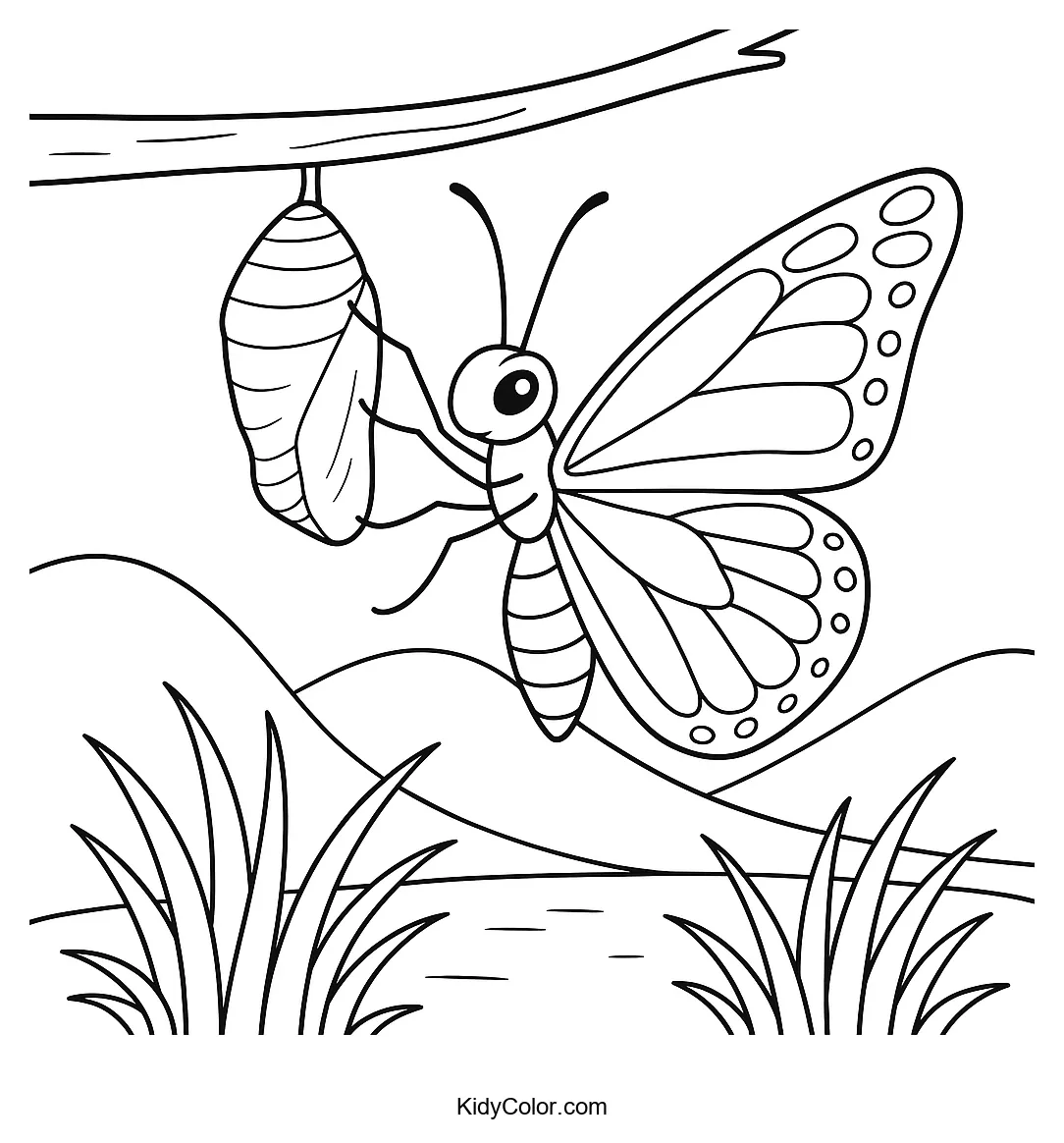 Coloring page depicting the metamorphosis of a butterfly