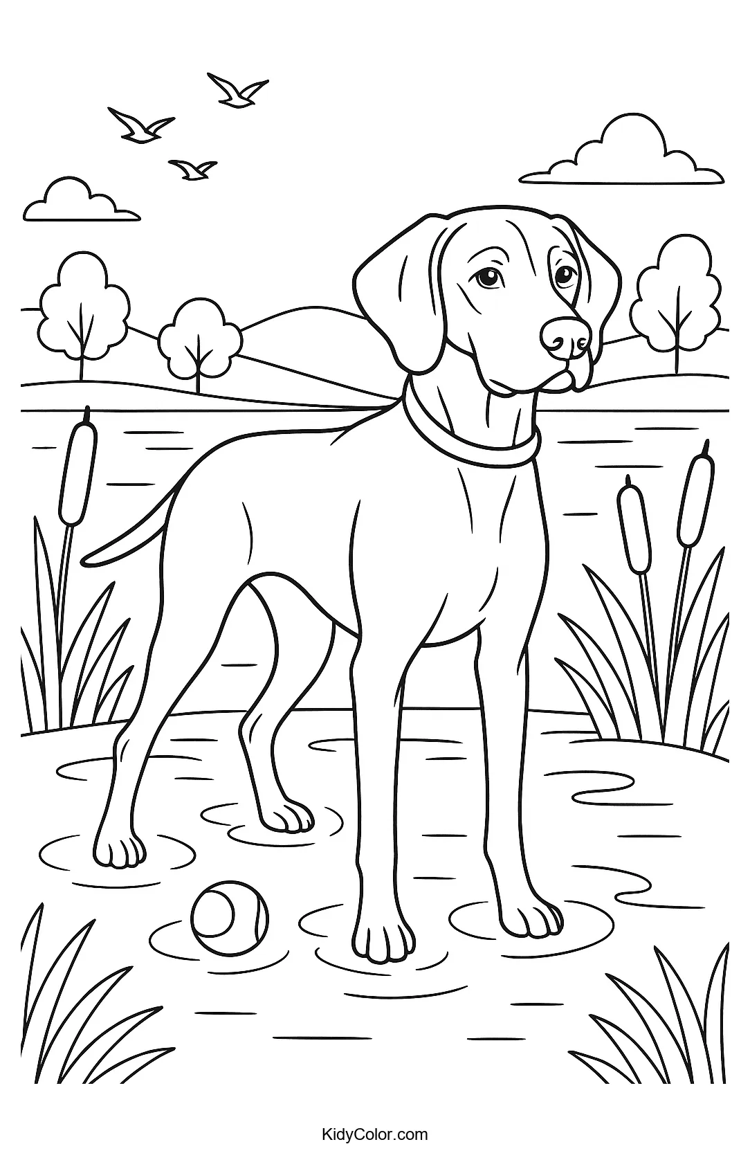 Vizsla dog in tranquil waters coloring page