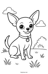 Chihuahua