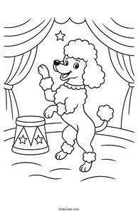 Poodle
