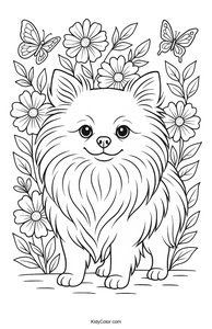 Pomeranian