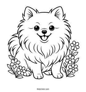 Pomeranian