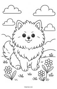 Pomeranian
