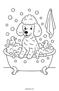 Poodle