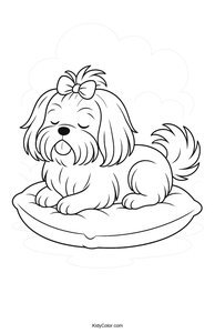 Shih Tzu