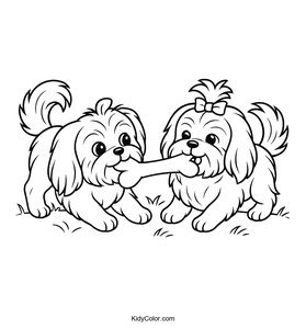 Shih Tzu